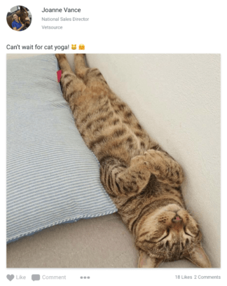 Vetsource GTM yoga with kittens